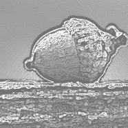 Growth Readiness Assessment (LQE)